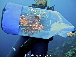 Lionfish ...it's what for dinner...
The Lionfish was cap... by Christopher Lynch 